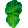 The Little Apple Kendall The Kale Teether LITTLE APPLES